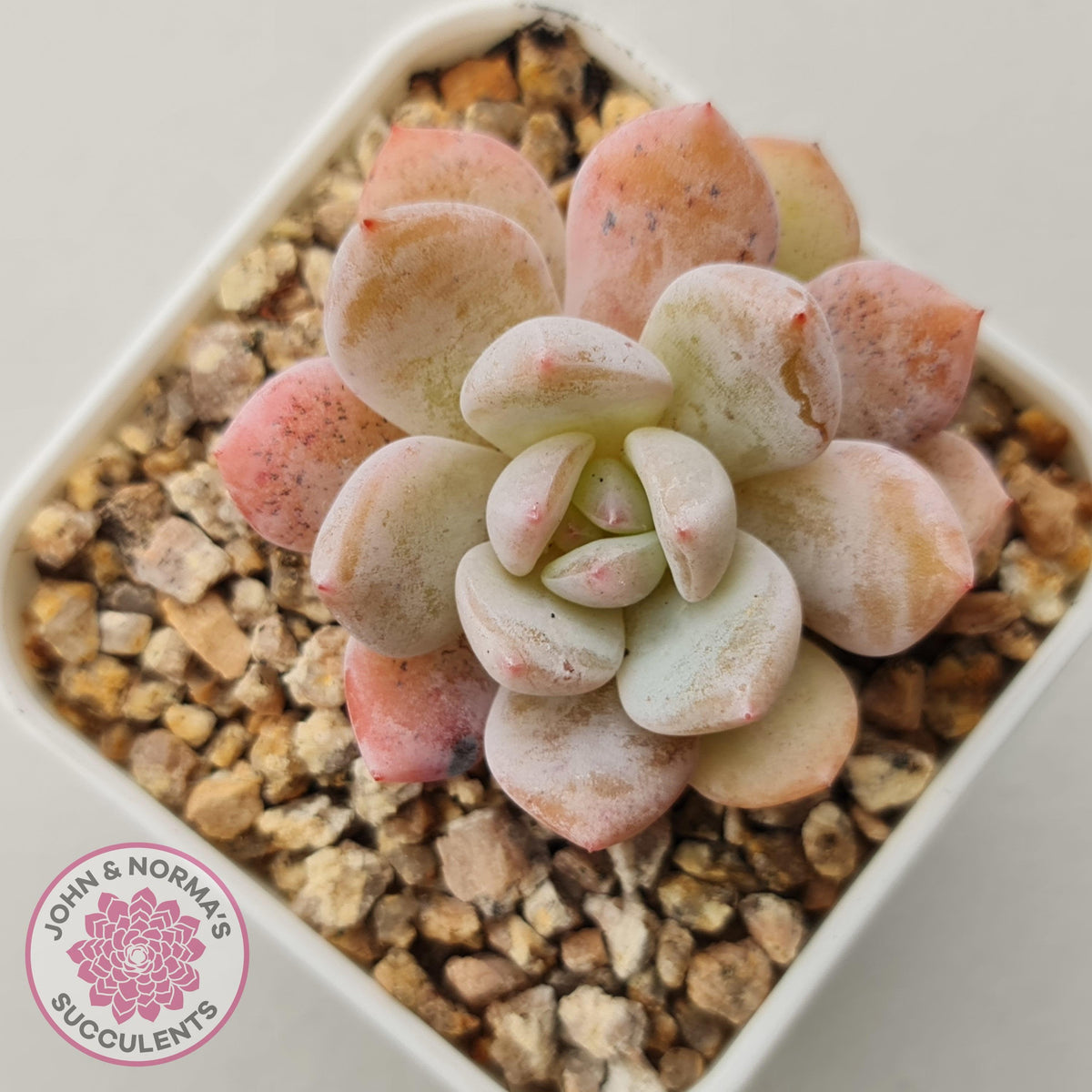 Echeveria 'Candy Orange' (sml)