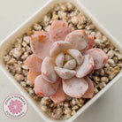 Echeveria 'Candy Orange' (sml)