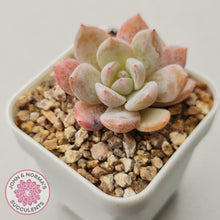 Load image into Gallery viewer, Echeveria &#39;Candy Orange&#39; (sml) - John &amp; Norma&#39;s Succulents Australia
