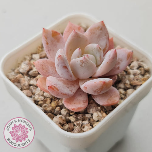 Echeveria 'Candy Orange' (sml) - John & Norma's Succulents Australia