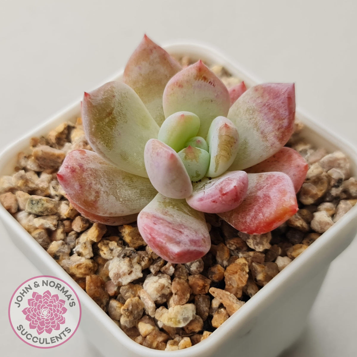 Echeveria 'Candy Orange' (sml)