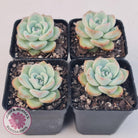 Echeveria 'Candy Puff'