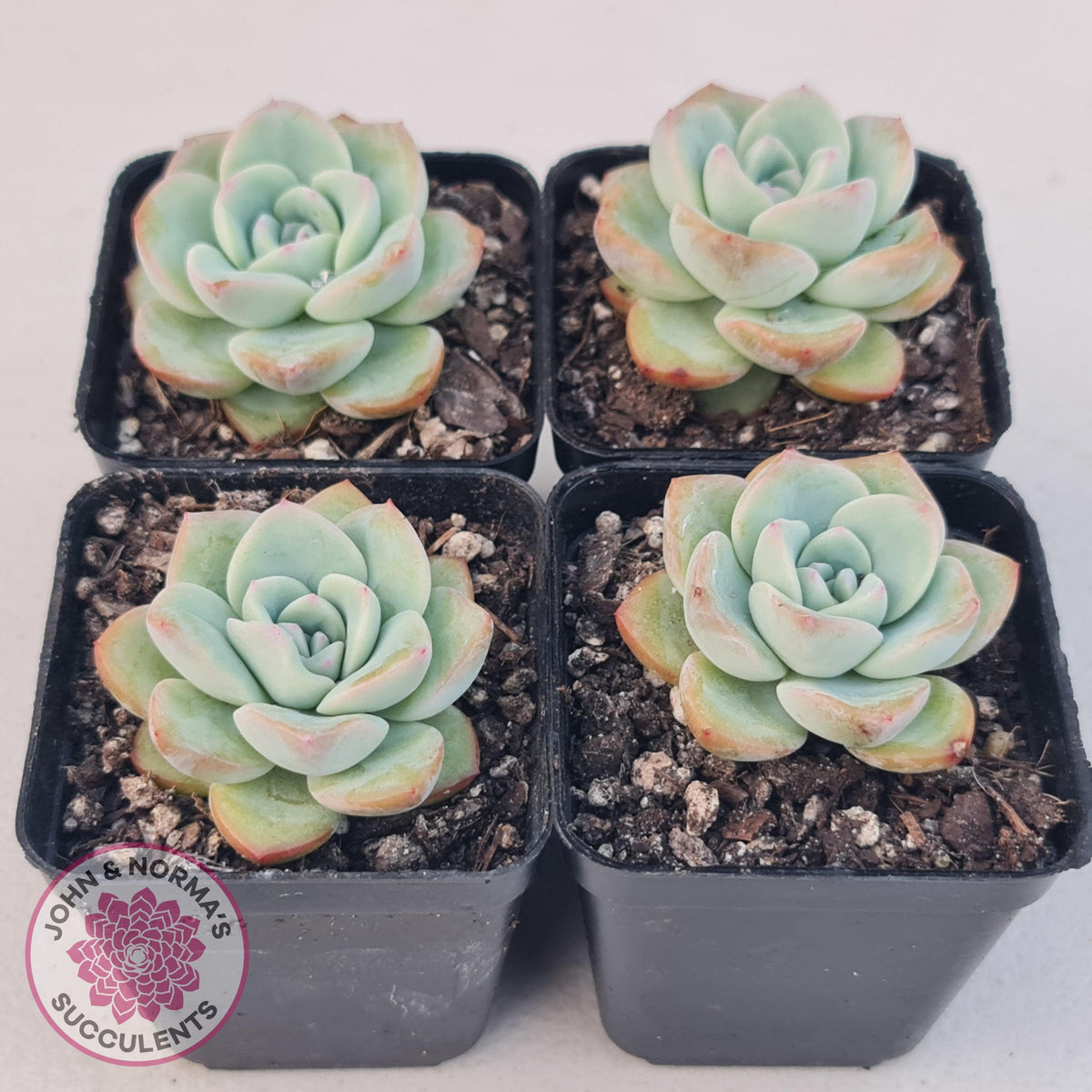 Echeveria 'Candy Puff'