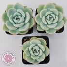 Echeveria 'Candy Puff'