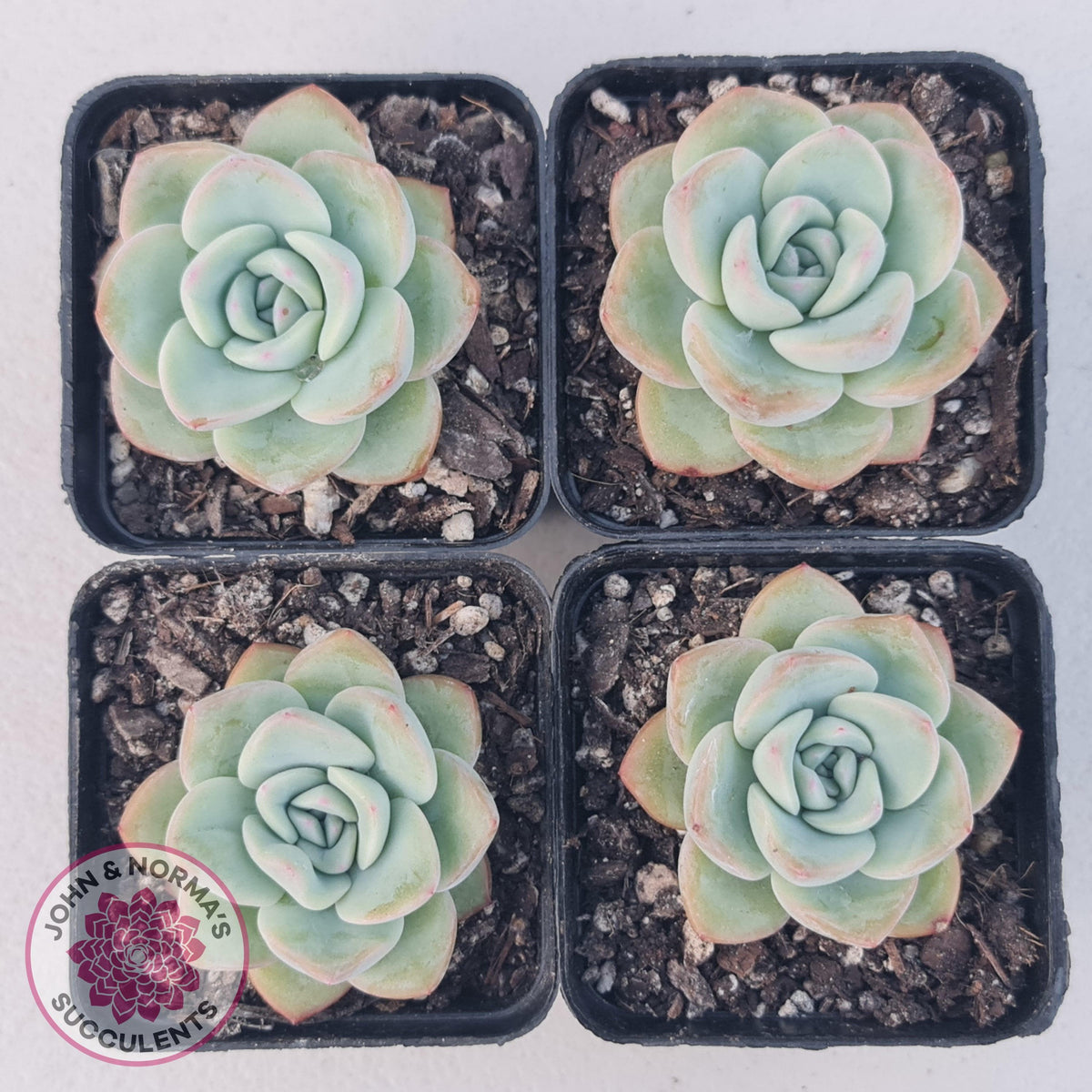 Echeveria 'Candy Puff'