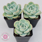 Echeveria 'Candy Puff'