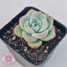 Echeveria 'Candy Puff'