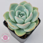 Echeveria 'Candy Puff'