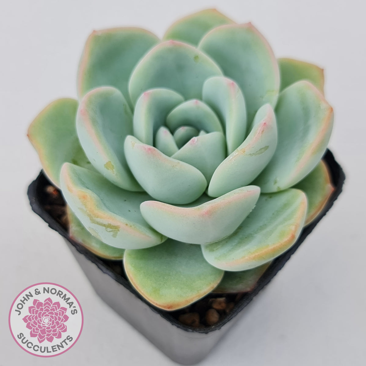 Echeveria 'Candy Puff'