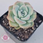 Echeveria 'Candy Puff'