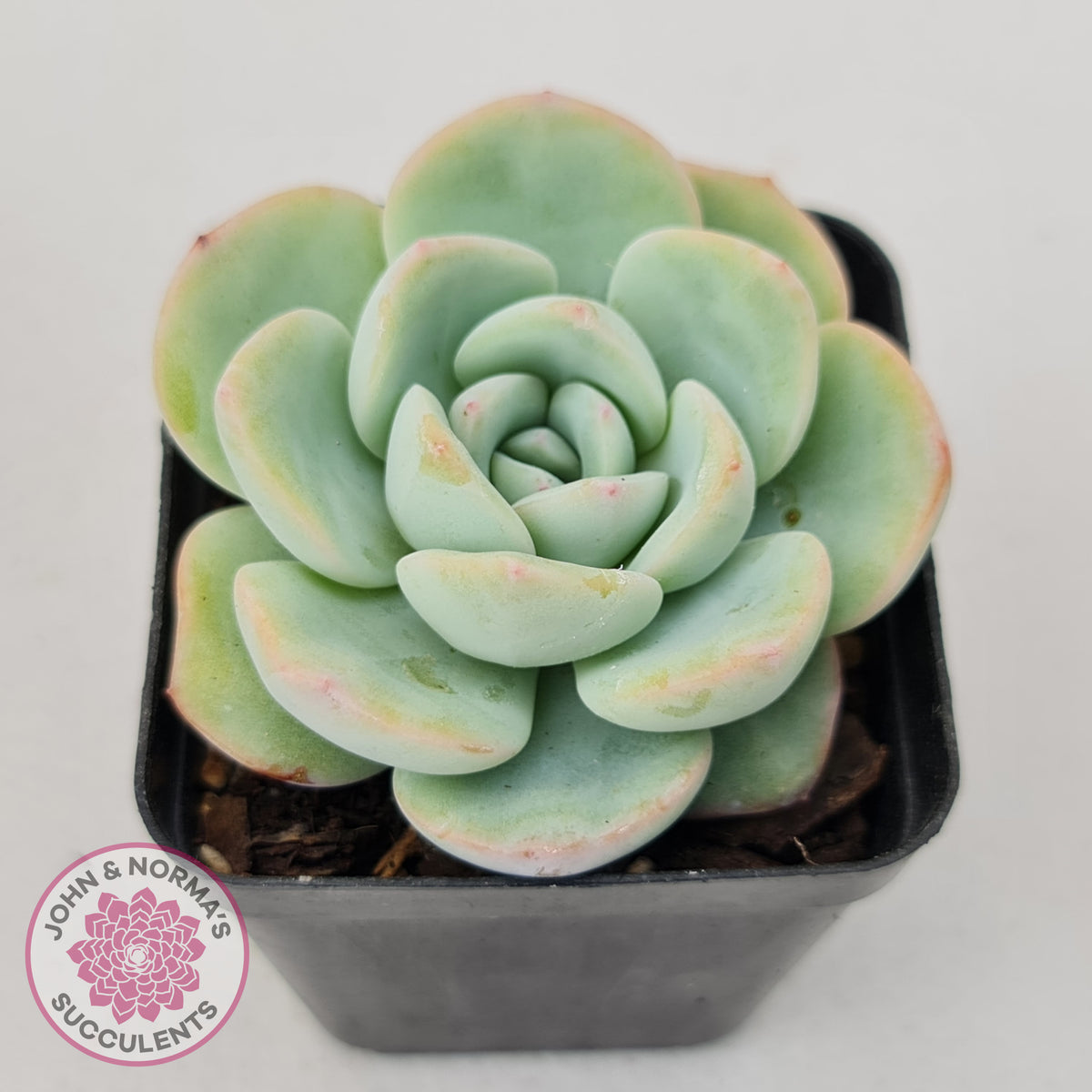 Echeveria 'Candy Puff'