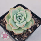 Echeveria 'Candy Puff'