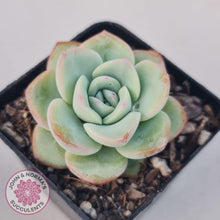 Load image into Gallery viewer, Echeveria &#39;Candy Puff&#39; - John &amp; Norma&#39;s Succulents
