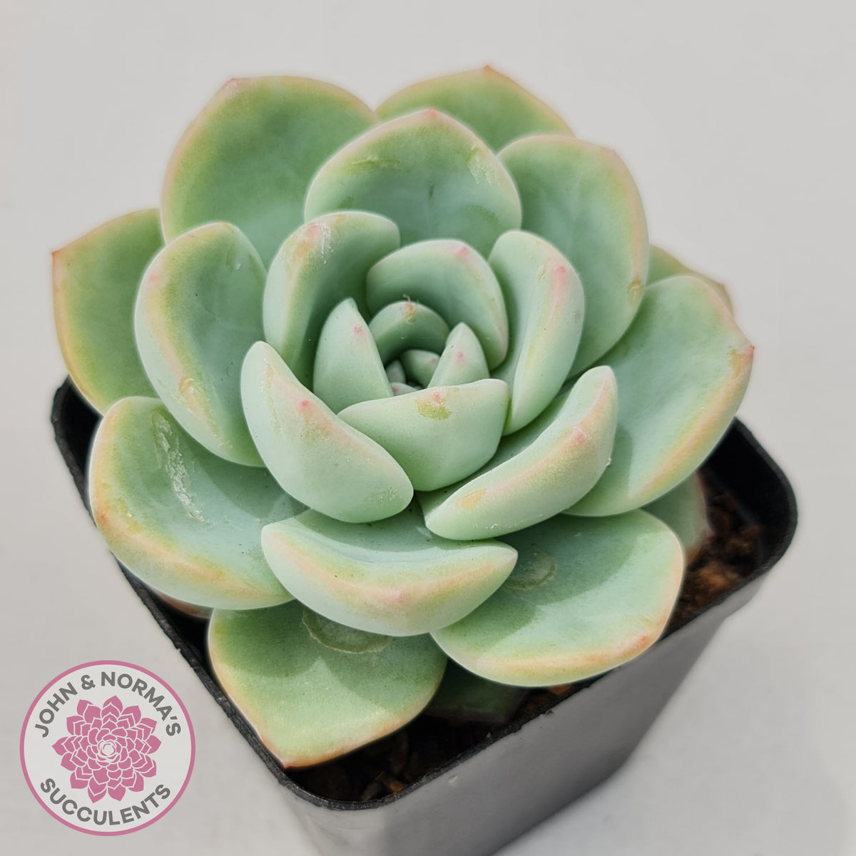 Echeveria 'Candy Puff'