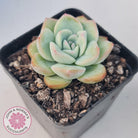 Echeveria 'Candy Puff'