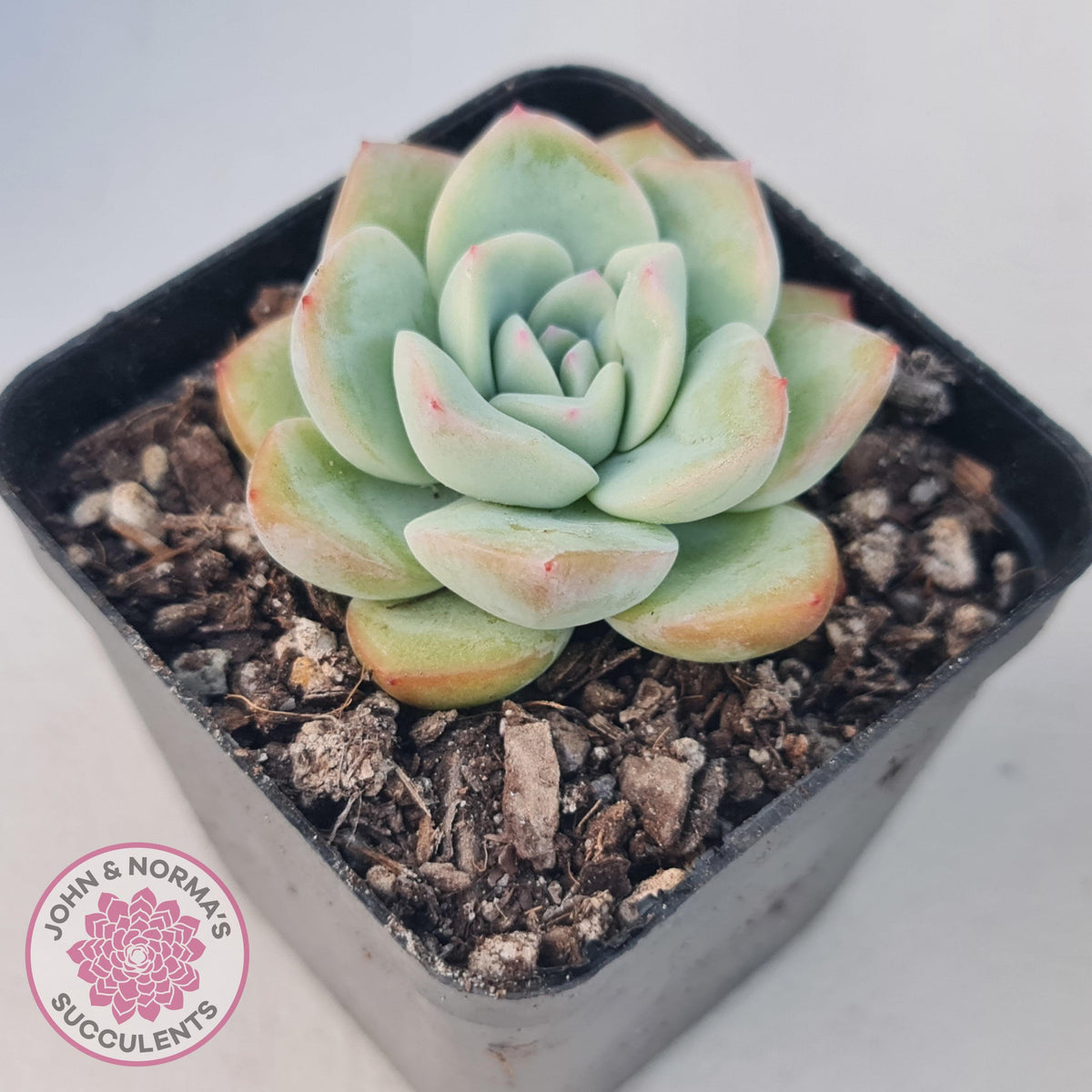 Echeveria 'Candy Puff'