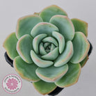 Echeveria 'Candy Puff'