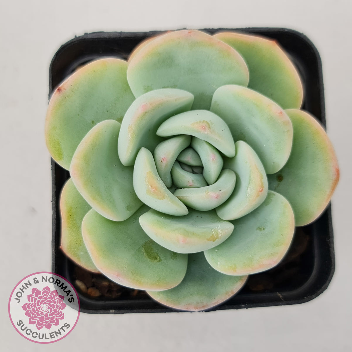 Echeveria 'Candy Puff'