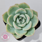 Echeveria 'Candy Puff'