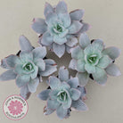 Echeveria Cante - Large Form
