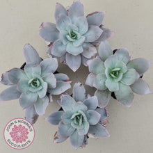 Load image into Gallery viewer, Echeveria Cante - John &amp; Norma&#39;s Succulents
