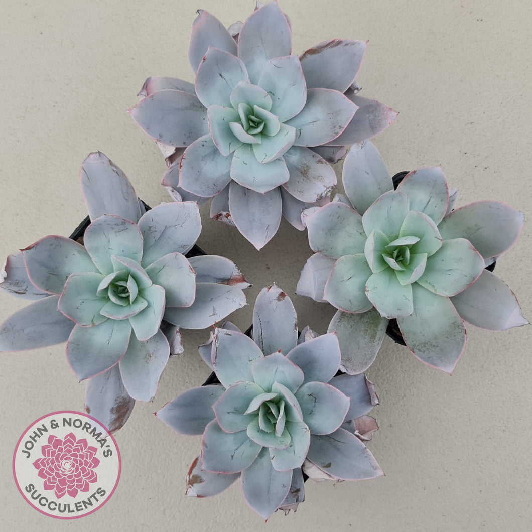 Echeveria Cante - John & Norma's Succulents