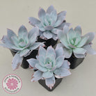 Echeveria Cante - Large Form