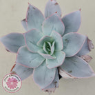 Echeveria Cante - Large Form