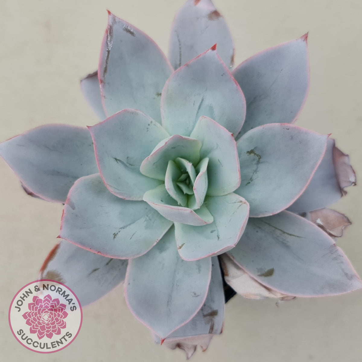 Echeveria Cante - Large Form