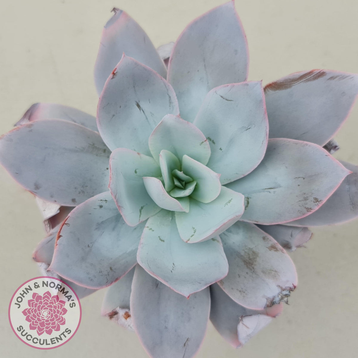 Echeveria Cante - Large Form