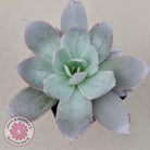 Echeveria Cante - Large Form