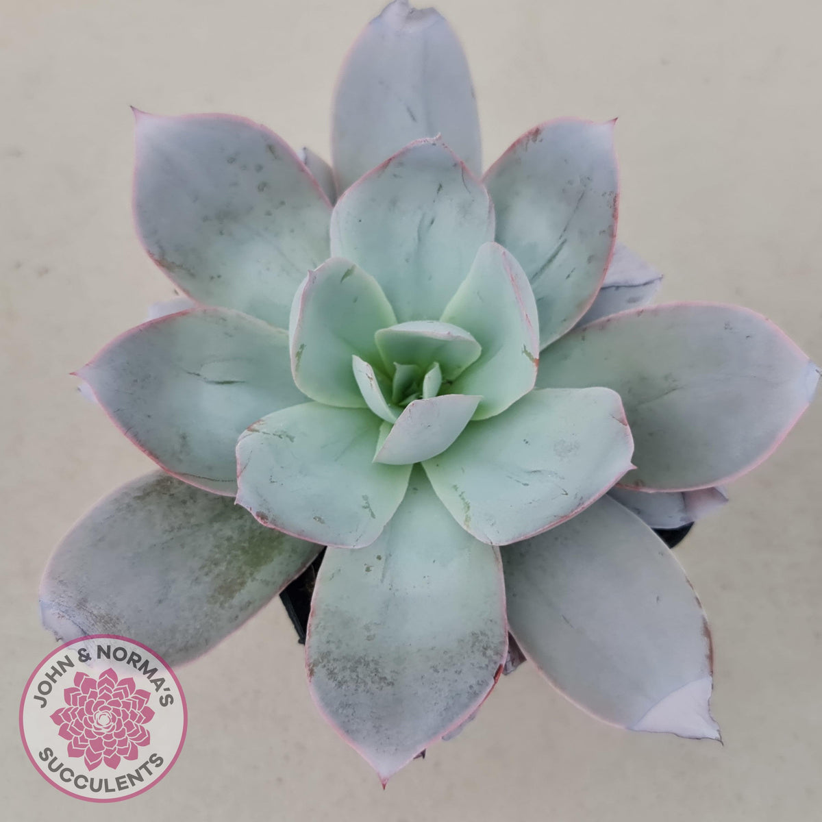 Echeveria Cante - Large Form
