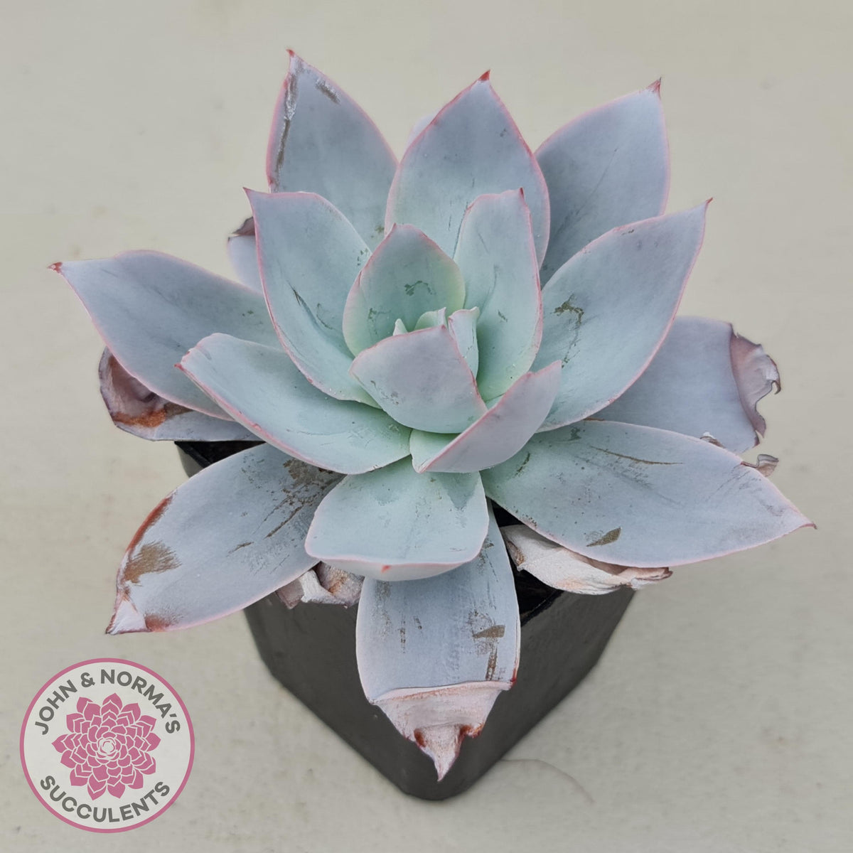 Echeveria Cante - Large Form