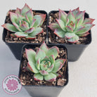 Echeveria Casio Silk Variegata