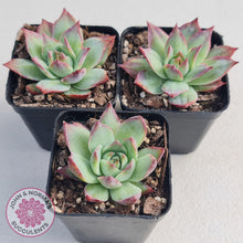 Load image into Gallery viewer, Echeveria Casio Silk Variegata - John &amp; Norma&#39;s Succulents
