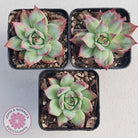 Echeveria Casio Silk Variegata