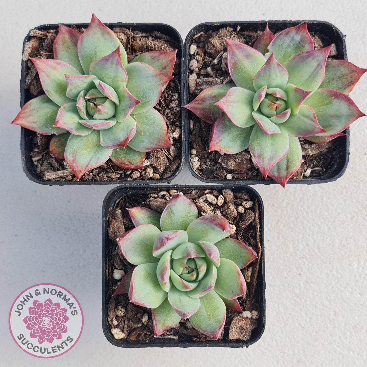 Echeveria Casio Silk Variegata