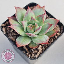 Load image into Gallery viewer, Echeveria Casio Silk Variegata - John &amp; Norma&#39;s Succulents
