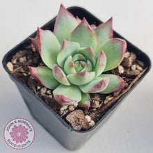 Load image into Gallery viewer, Echeveria Casio Silk Variegata - John &amp; Norma&#39;s Succulents
