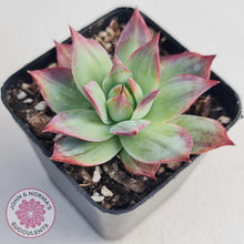 Load image into Gallery viewer, Echeveria Casio Silk Variegata - John &amp; Norma&#39;s Succulents
