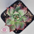 Echeveria Casio Silk Variegata