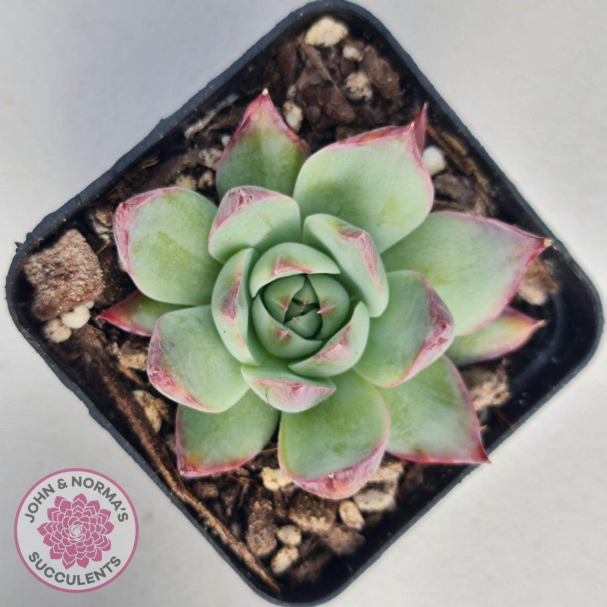 Echeveria Casio Silk Variegata