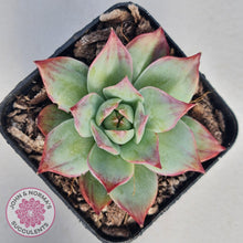 Load image into Gallery viewer, Echeveria Casio Silk Variegata - John &amp; Norma&#39;s Succulents
