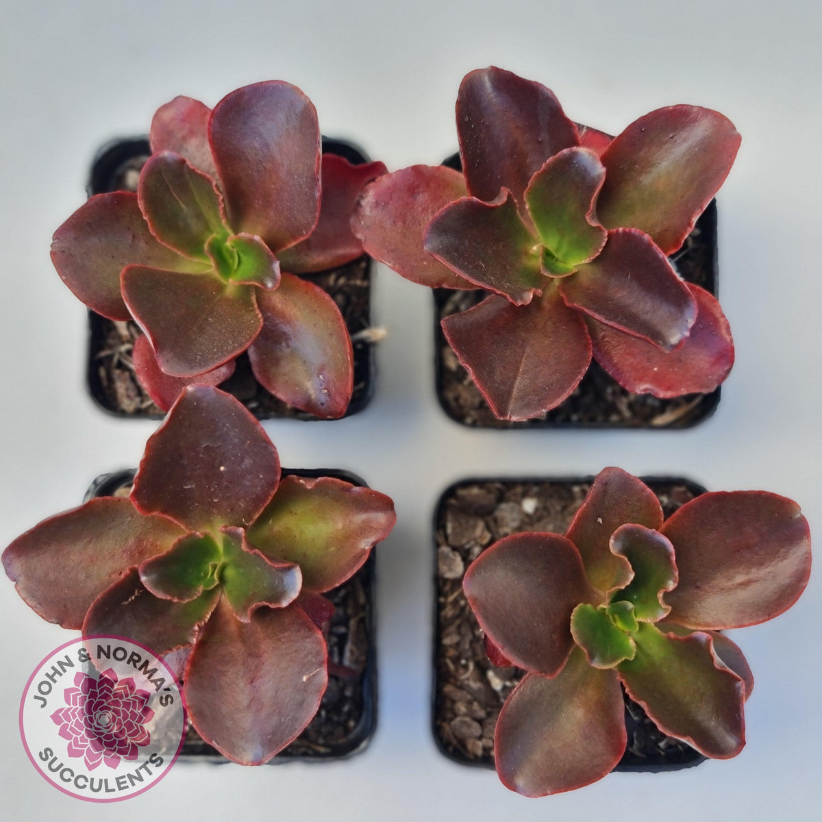 Echeveria Chocolate