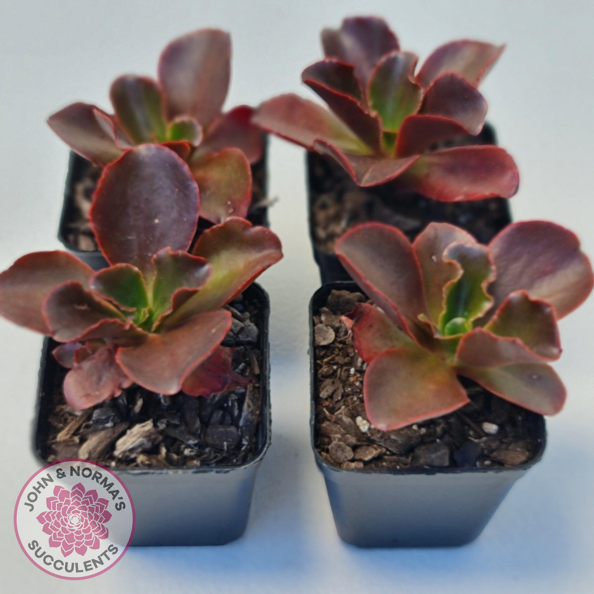 Echeveria Chocolate