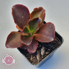 Echeveria Chocolate