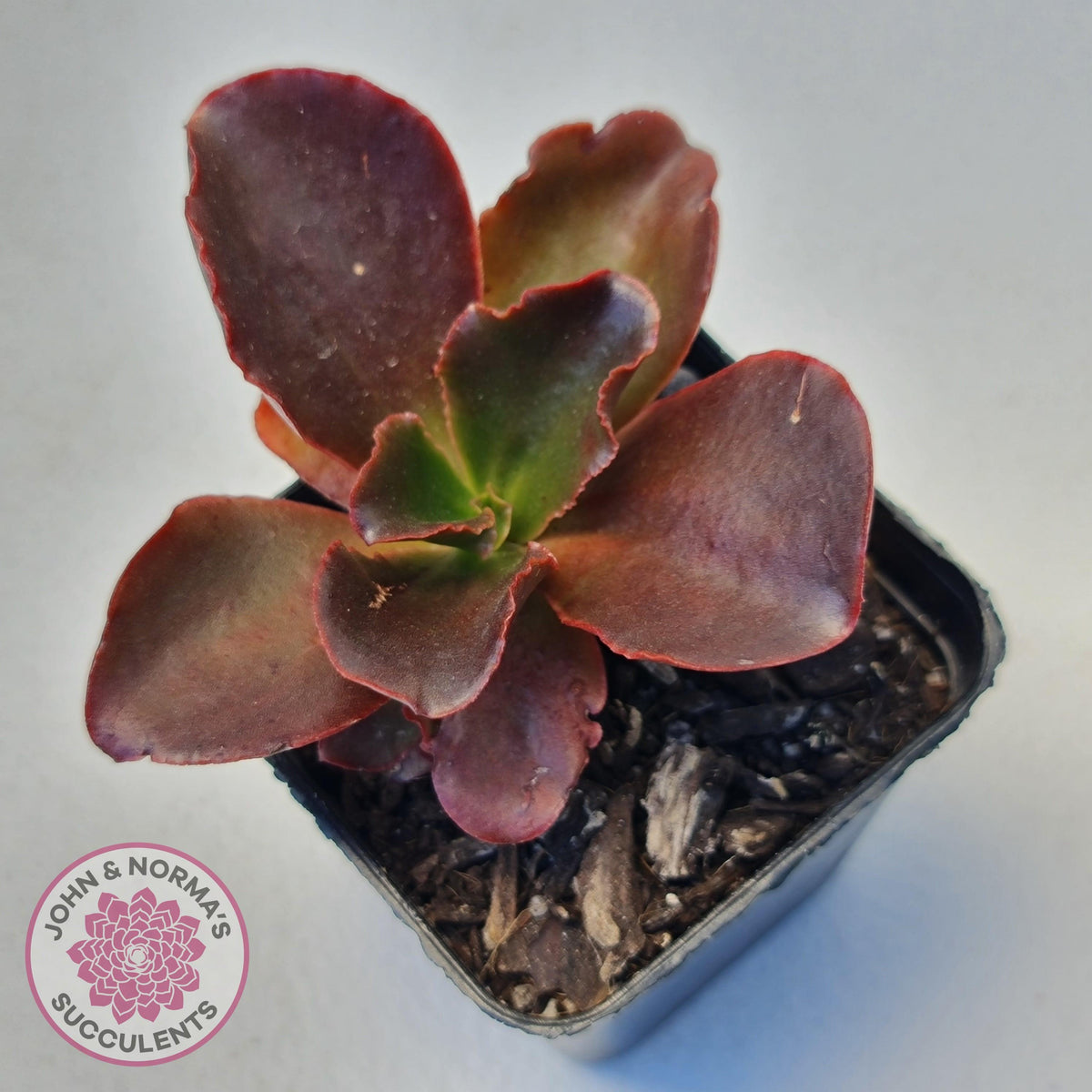 Echeveria Chocolate