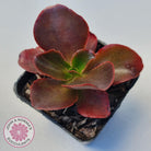 Echeveria Chocolate