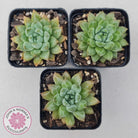 Echeveria Coffee Bean