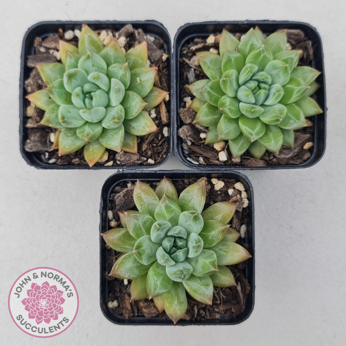 Echeveria Coffee Bean